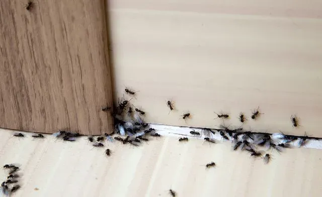 Top 9 cách diệt côn trùng tận gốc đơn giản hiệu quả tại nhà
