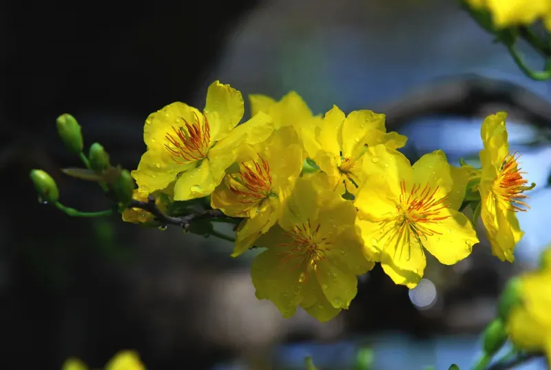 Ý nghĩa của hoa mai và cách chăm hoa nở đúng Tết