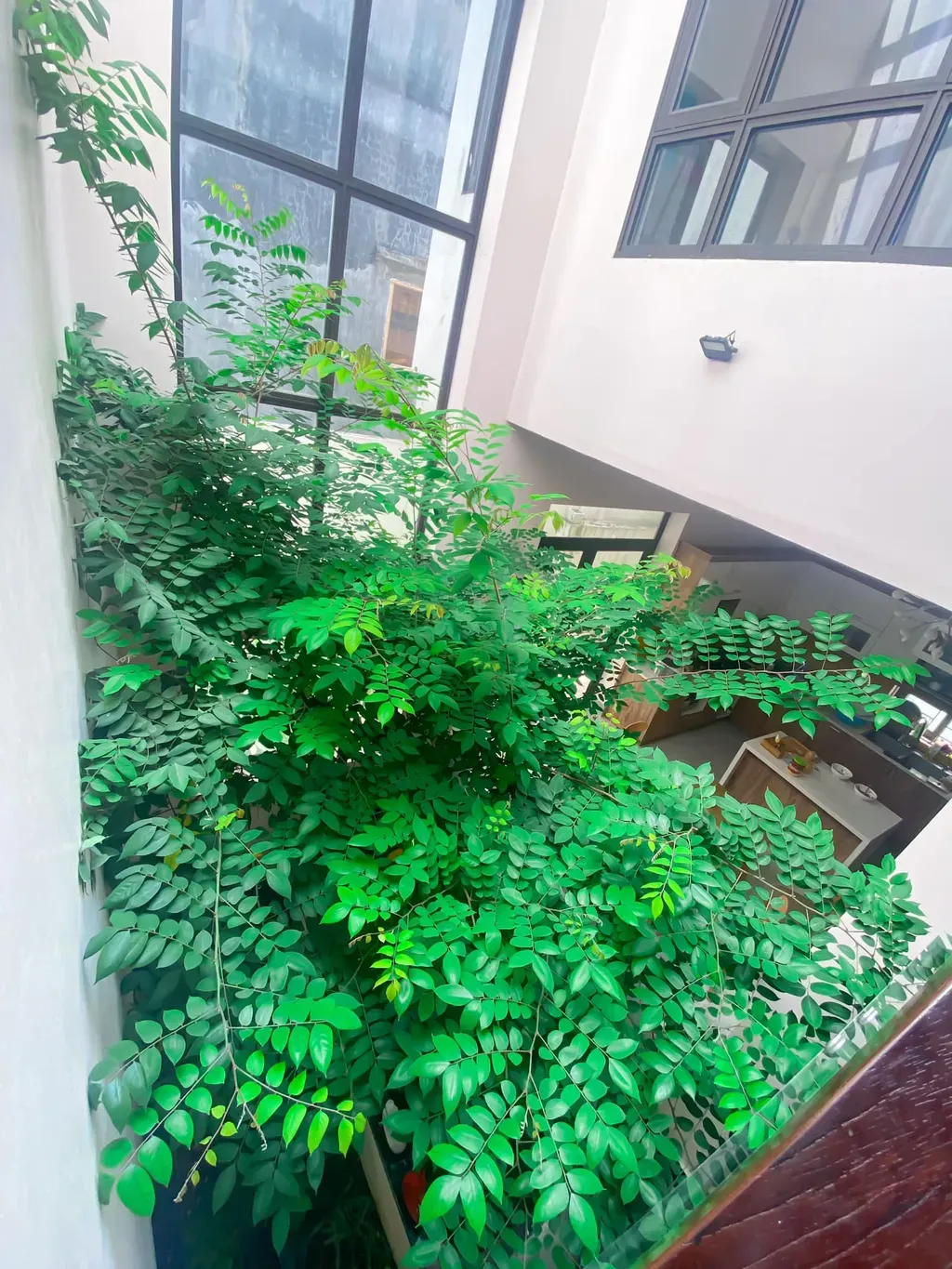 Ngôi nhà như giữa rừng nhiệt đới dành cho tín đồ yêu thiên nhiên | Space T