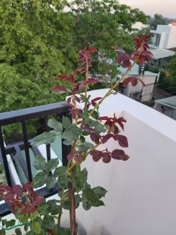 Nhà phố có 5 sân, thiết kế nội thất tối giản gần gũi thiên nhiên