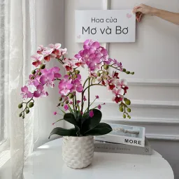 Chậu Hoa Tiểu Hồ Điệp Dáng Tỏa - Hoa Của Mơ Và Bơ