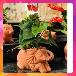 Chậu Cây Gốm Đất Nung (Terracotta) Hình VOI QUỲ D27xC15cm