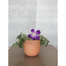Chậu Gốm Đất Nung Terracotta Vân Gạch Trồng Sen Đá, Xương Rồng Size 8cm