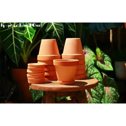 Combo 10 Chậu Ly Gờ 10cm - Chậu Trồng Sen Đá, Xương Rồng Mini