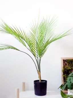 Cây Dừa Giả Kèm Chậu Nhựa Đen Trang Trí Văn Phòng, Phòng Ngủ Cao 75cm - CC82 - Jassi Decor