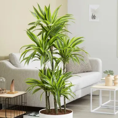 Cây phát tài: Ý nghĩa phong thủy, các loại, cách trồng & chăm sóc