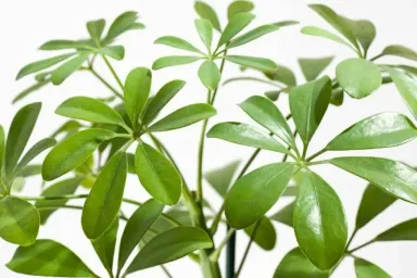 Cây ngũ gia bì: Ý nghĩa, giá thành và cách bố trí cho nội ngoại thất