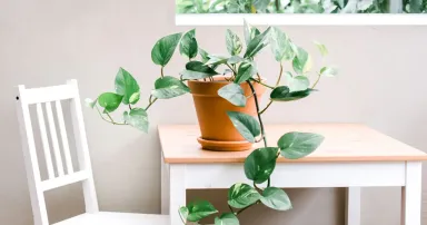 Top 8 cây lọc không khí vừa trang trí nhà vừa tốt cho hệ hô hấp