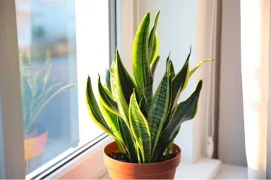 Cây lưỡi hổ: Ý nghĩa và ứng dụng trong trang trí nội thất