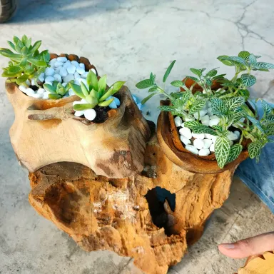 Cây sen đá: Ý nghĩa phong thủy, cách trồng và các loại sen đá đẹp