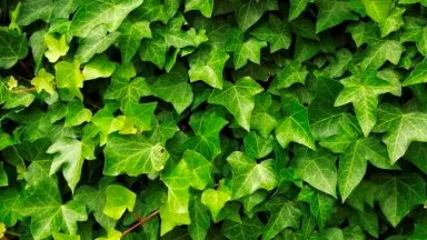 Cây thường xuân: Ý nghĩa, giá thành và cách bố trí cho nội ngoại thất