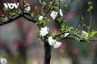 Ý nghĩa hoa nhất chi mai và cách chăm hoa nở đẹp chuẩn nhất