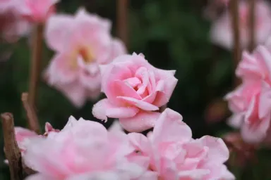 Ý nghĩa của hoa hồng và hình ảnh tuyệt đẹp của hoa trong đời sống