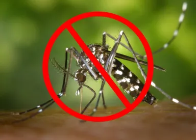 Top 9 thuốc diệt muỗi tận gốc hiệu quả nhất 2024