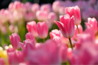Hoa tulip: Ý nghĩa, giá thành và cách bố trí cho nội ngoại thất
