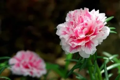 Hoa cẩm chướng: Ý nghĩa, giá thành và cách bố trí cho nội ngoại thất