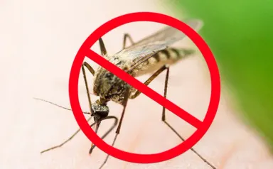 Top 9 cách diệt muỗi tận gốc đơn giản hiệu quả tại nhà