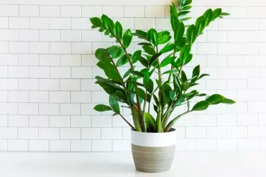 Cây kim tiền: Ý nghĩa phong thủy, cách chăm sóc và trang trí