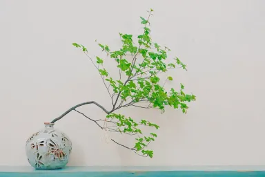 Cây thạch nam: Đặc điểm, cách chăm sóc và ý tưởng bố trí cây trong nhà