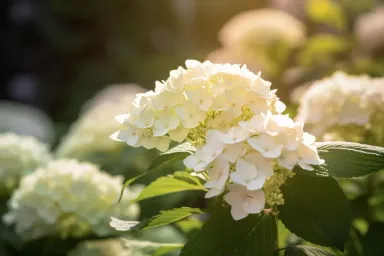 Hoa cẩm tú cầu: Đặc điểm, ý nghĩa, cách trồng và chăm sóc