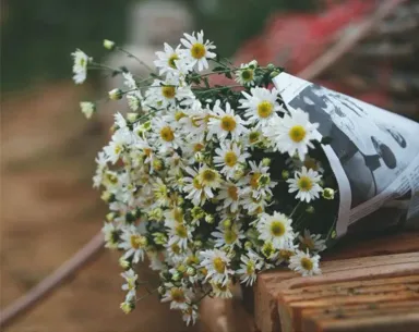 Hoa cúc trắng: Đặc điểm, ý nghĩa, cách trồng và chăm sóc
