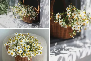 Hoa cúc trắng: Ý nghĩa, công dụng và hình ảnh đẹp về hoa