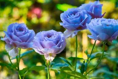 Ý nghĩa đặc biệt của hoa hồng xanh và hình ảnh đẹp về loài hoa này