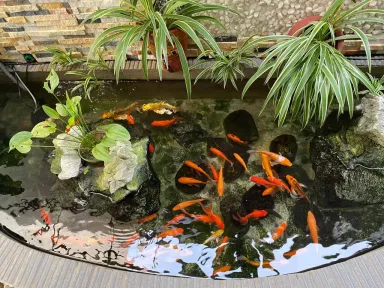 Ngoại cảnh - Ngôi nhà như giữa rừng nhiệt đới dành cho tín đồ yêu thiên nhiên Ngoại cảnh - Ngôi nhà như giữa rừng nhiệt đới dành cho tín đồ yêu thiên nhiên